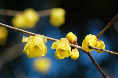 腊梅花期有多久(腊梅花泡茶有什么功效)