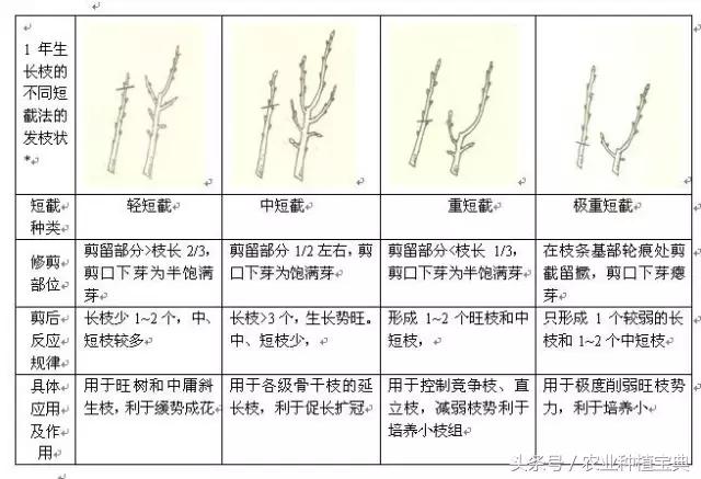 果树修剪入门(果树修剪入门图解)