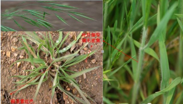 开春，麦田除草大指南(麦田春季除草时间)