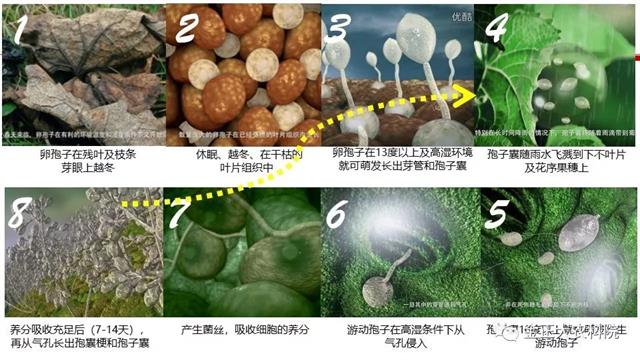 作物病虫害诊断及农药应用基础