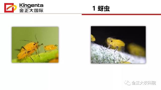 甜瓜植保简介(博洋9号甜瓜简介)