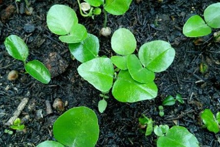 九里香种子的种植方法(香菜的种植方法和时间)