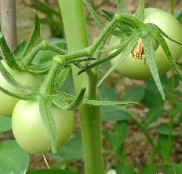 番茄用什么生物农药(番茄打什么药)