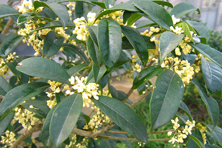 桂花怎么种植方法(桂花怎么种植比较好)