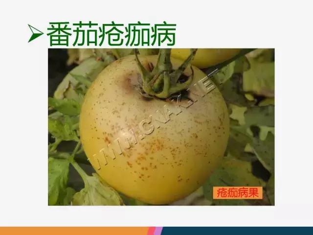 西红柿“十四大”病害症状和解决方案