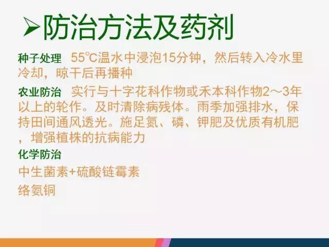 西红柿“十四大”病害症状和解决方案