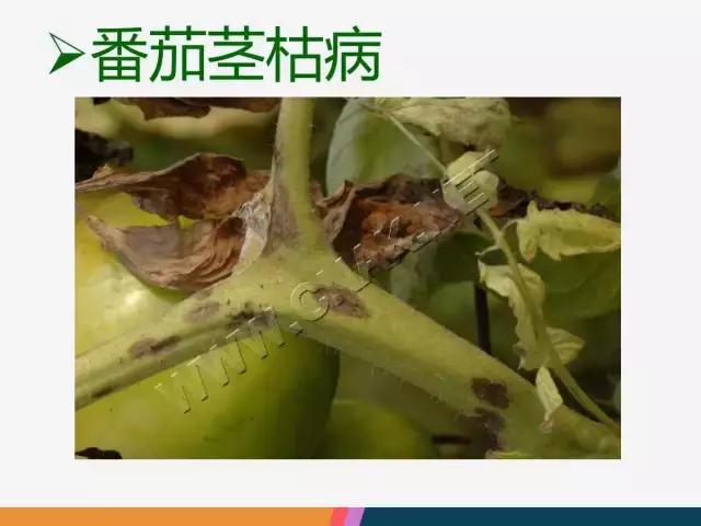 西红柿“十四大”病害症状和解决方案