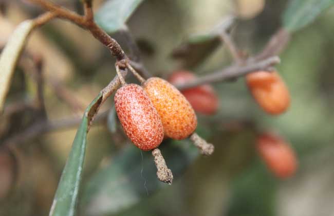 羊奶果种植技术(羊奶果种植技术大全)