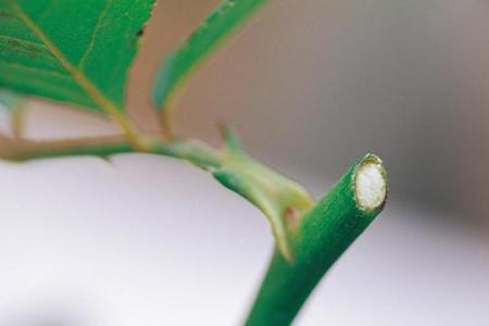 玫瑰修剪技术方法技巧(茉莉花修剪方法图解)