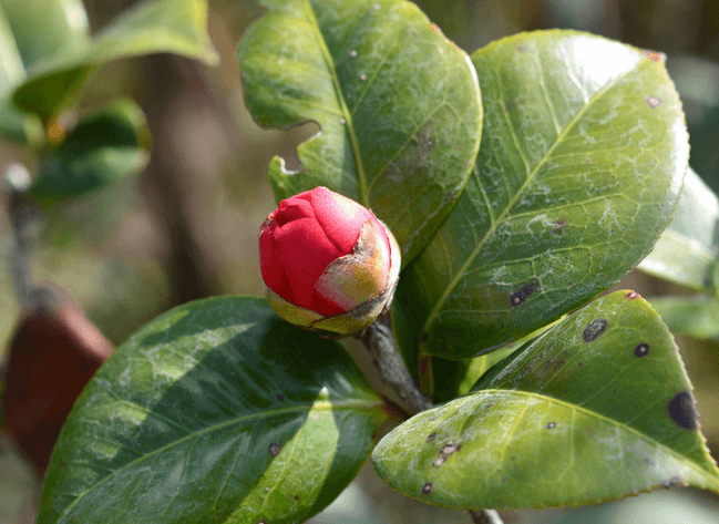 茶花有蕾不开花解决办法(茶花的开花时间及花期)