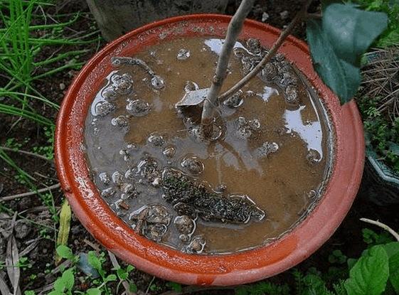 茶花如何上盆(茶花上盆最好方法)