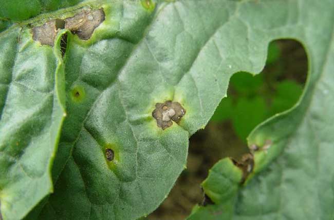 西瓜炭疽病防治办法(西瓜炭疽病如何使用生物药防治)