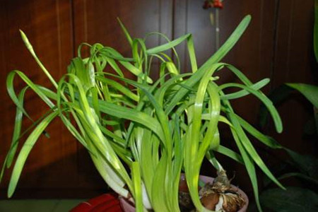 水仙花的叶子发黄解决办法(水仙花的叶子发黄该怎么办)