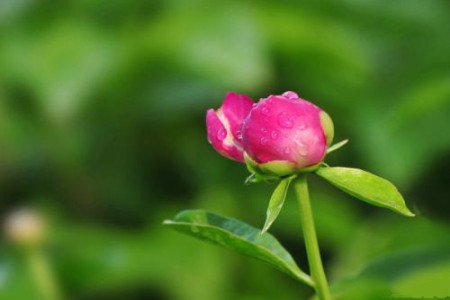 芍药花怎么养(芍药花能在室内养吗)