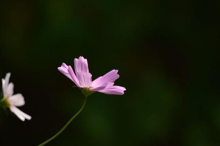 格桑花花期多长(内地格桑花花期)