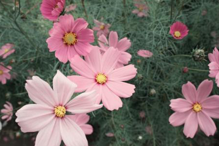 格桑花花期多长(内地格桑花花期)