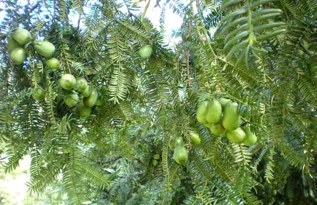 安徽香榧种植基地