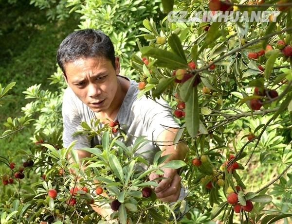 杨梅的种植与管理技术