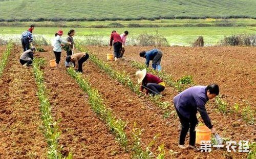 种茶技术方法