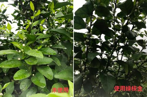 柑橘保花保果措施