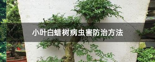 白蜡病虫害的防治技术