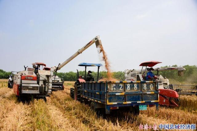 江苏小麦收割时间