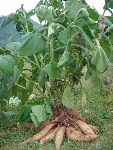 雪莲果怎么种植和管理