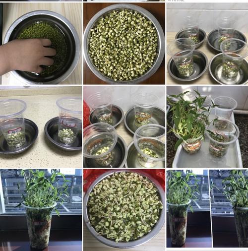 芽苗菜是如何种植(芽苗菜最新种植方法)