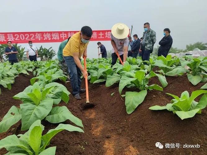 烟叶的栽培技术与管理