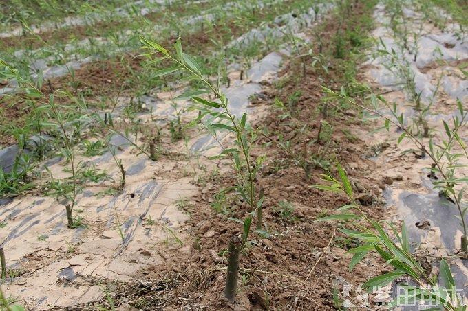 湖南杨柳种植技术视频