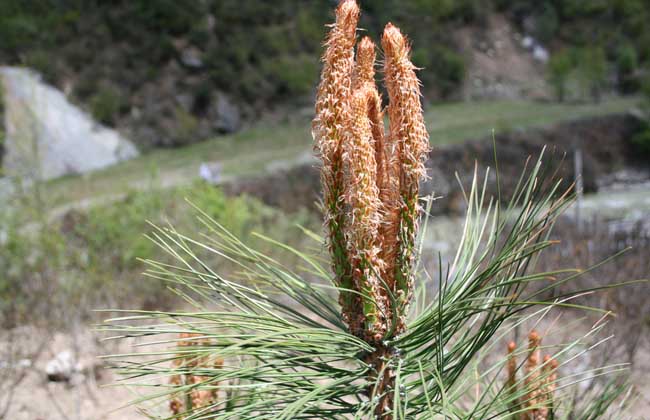 松花粉要破壁吗