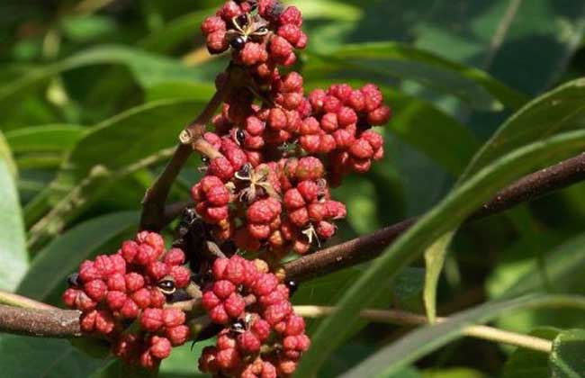 吴茱萸的种植技术视频(吴茱萸的种植方法视频)