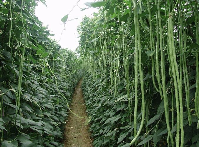 长豆角种植技术视频(豆角的种植打杈方法及管理视频)