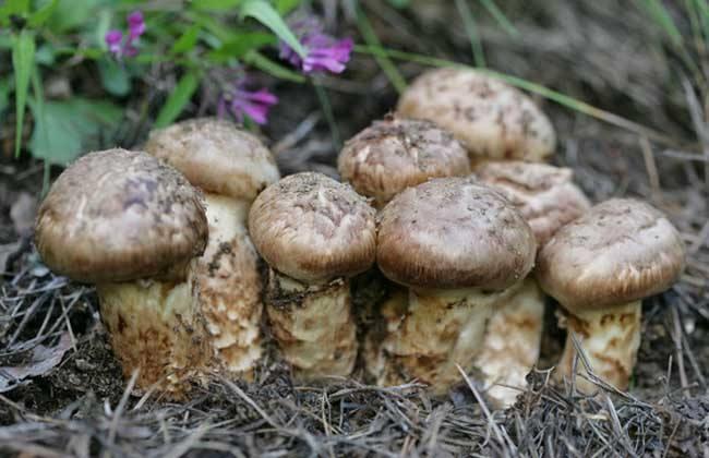 野生菌怎么种植技术(野生菌子怎么种植)