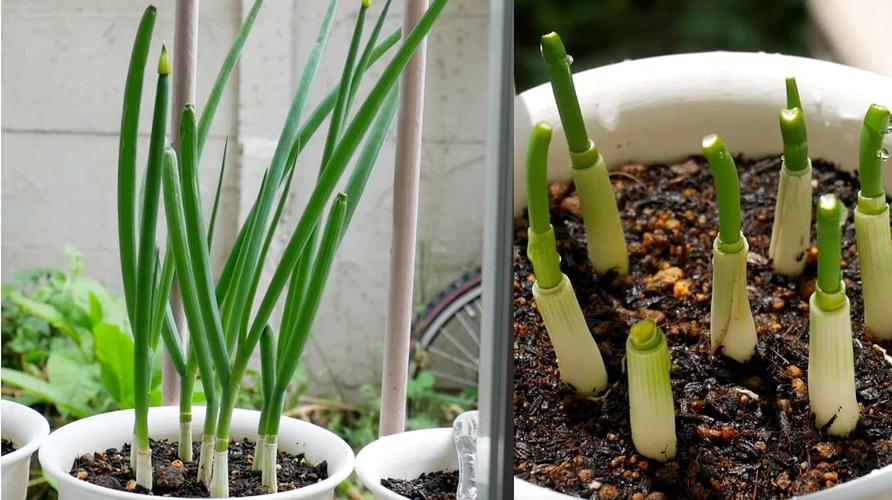 野葱人工栽培种植技术