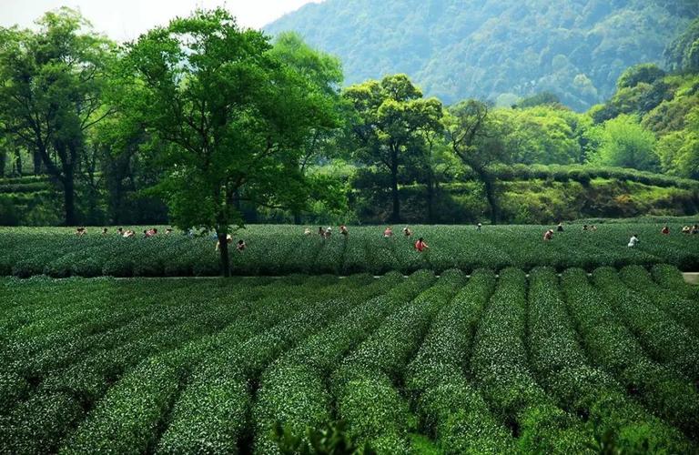 碧螺春种植技术