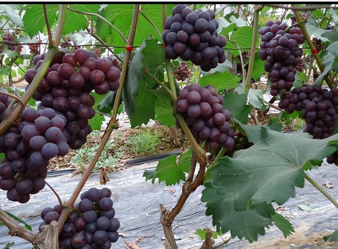 京亚葡萄种植技术(京亚葡萄和巨峰的区别)