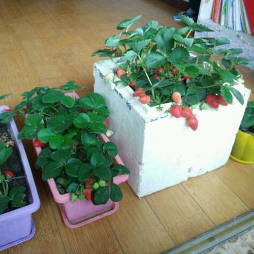 阳台盆栽草莓的种植方法