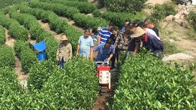 安吉白茶种植管理技术(安吉白茶从种植到产茶要几年)