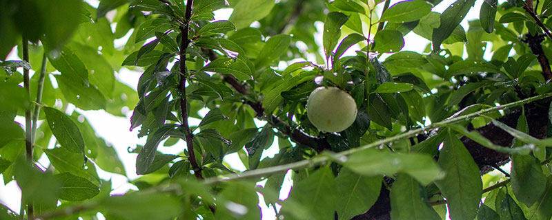 家里栽李子树好吗(家里栽李子树好吗视频)