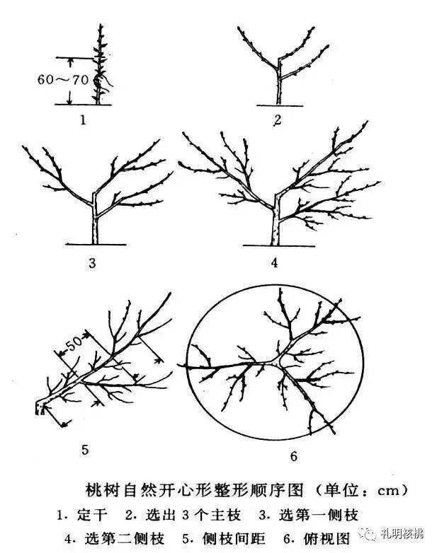 核桃树生理特性及树形解析(下)(核桃树的树形)