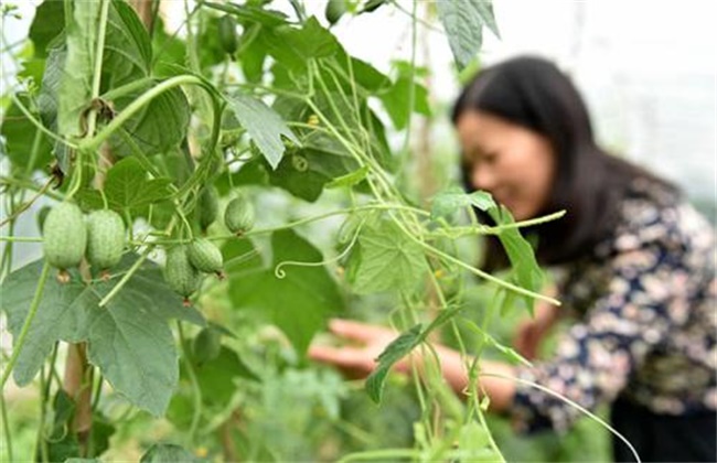 拇指西瓜种植办法(拇指西瓜种植过程)