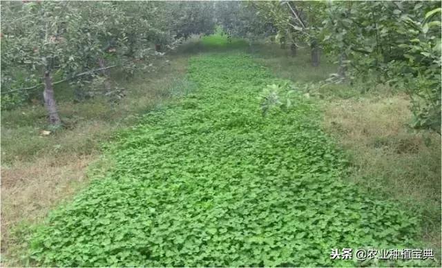 详谈果园种草(庚寅日柱女命详谈另一半)