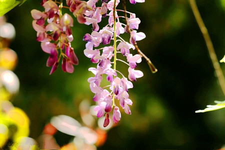 紫藤怎么种植(紫藤籽种植方法)