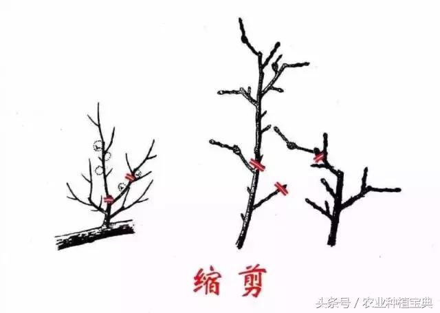 果树修剪入门(果树修剪入门图解)