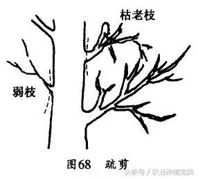 果树修剪入门(果树修剪入门图解)