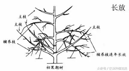 果树修剪入门(果树修剪入门图解)