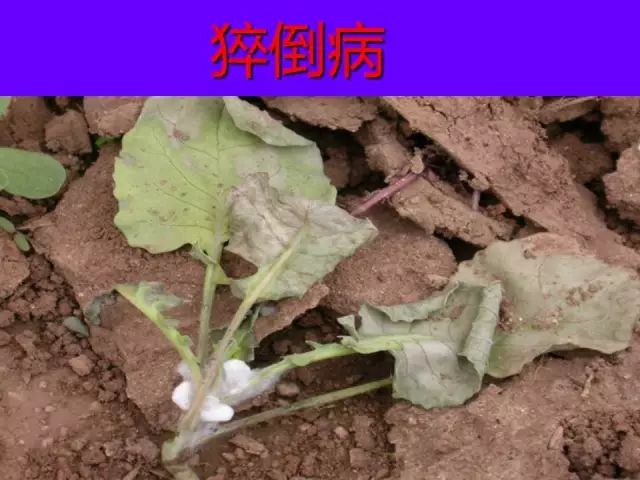 超级实用蔬菜病虫害用药及图谱集合(蔬菜病虫害诊断与防治图谱)