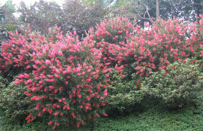 桃金娘的种植方法介绍(桃金娘种植全过程)