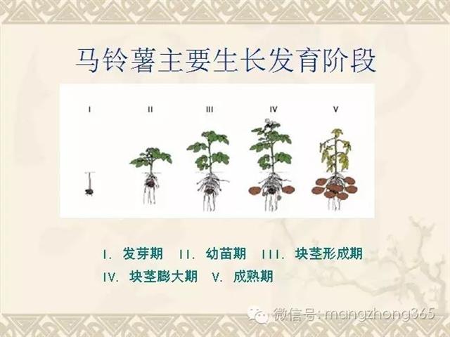 马铃薯高产高效栽培技术(马铃薯高产种植技术)